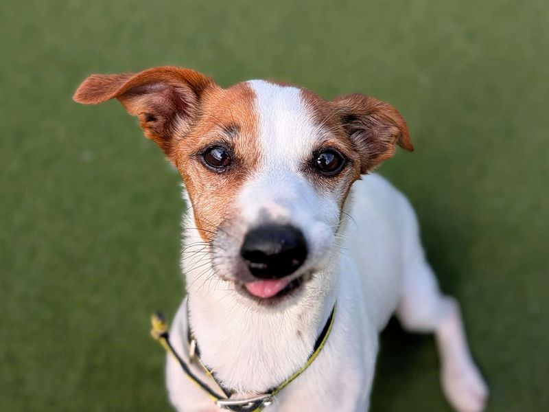 Jack Russell for adoption in Cardiff, Glamorgan – 10 years old - Image 2 of 6