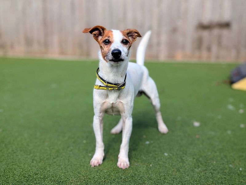 Jack Russell for adoption in Cardiff, Glamorgan – 10 years old - Image 5 of 6