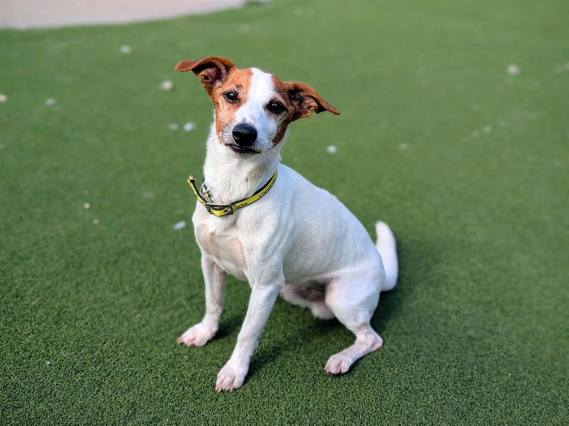 Jack Russell for adoption in Cardiff, Glamorgan – 10 years old - Image 3 of 6