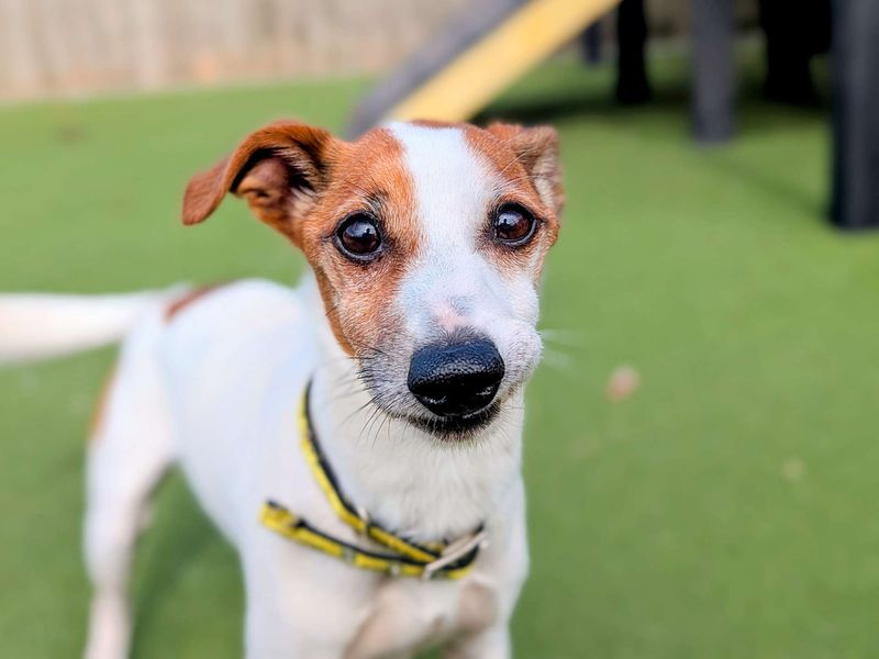 Jack Russell for adoption in Cardiff, Glamorgan – 10 years old - Image 4 of 6