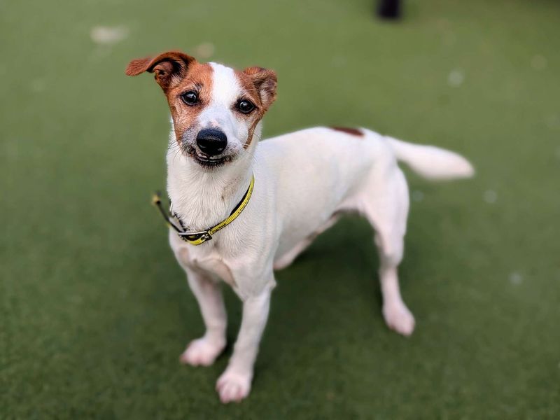Jack Russell for adoption in Cardiff, Glamorgan – 10 years old - Image 6 of 6