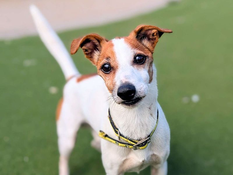 Jack Russell for adoption in Cardiff, Glamorgan – 10 years old