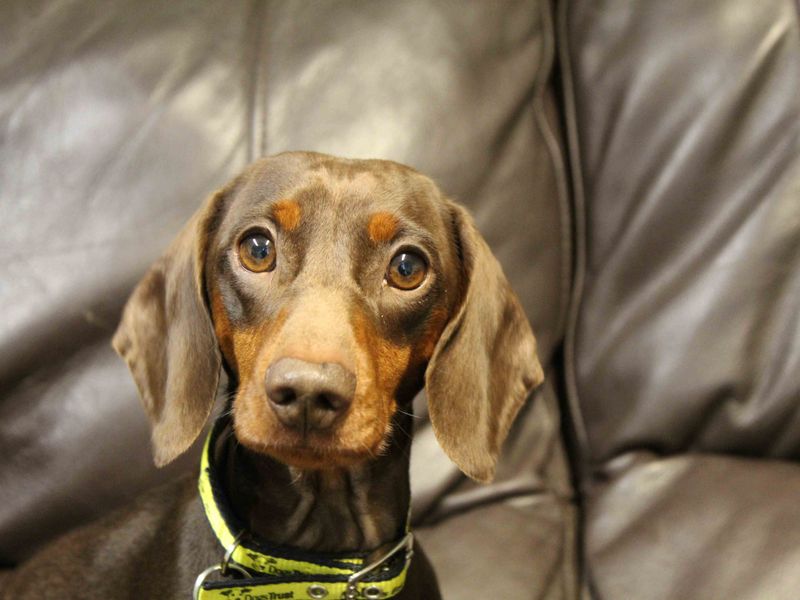 Dachshund for adoption in Glasgow, Scotland – 2 years old
