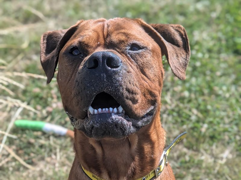 Mastiff for adoption in Shoreham by Sea, West Sussex – 1 year old - Image 4 of 9