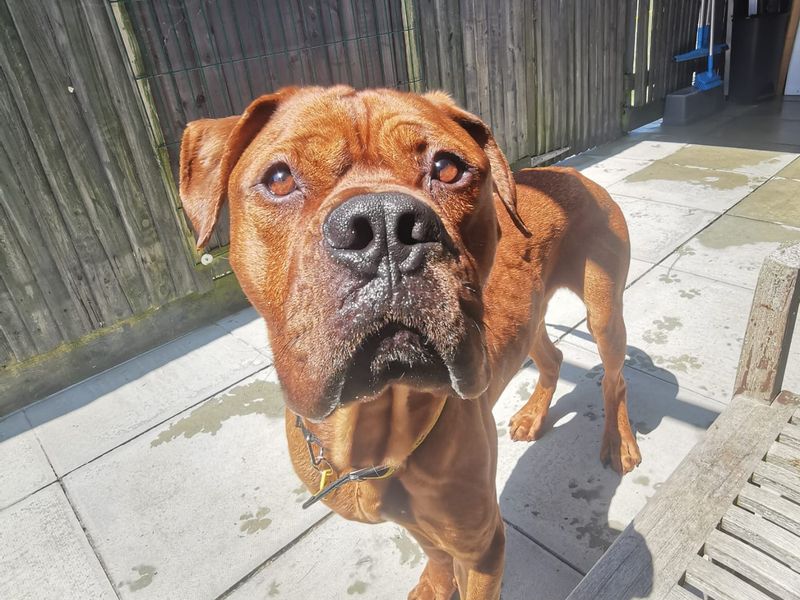 Mastiff for adoption in Shoreham by Sea, West Sussex – 1 year old - Image 8 of 9
