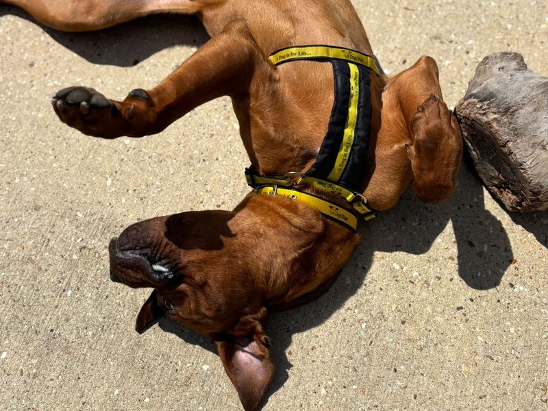 Mastiff for adoption in Shoreham by Sea, West Sussex – 1 year old - Image 6 of 9