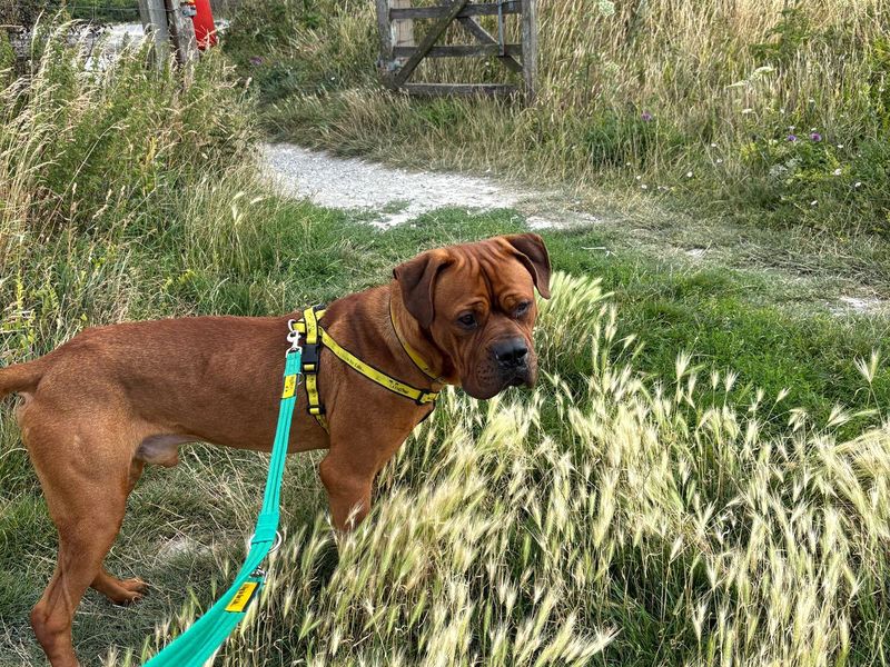 Mastiff for adoption in Shoreham by Sea, West Sussex – 1 year old - Image 7 of 9