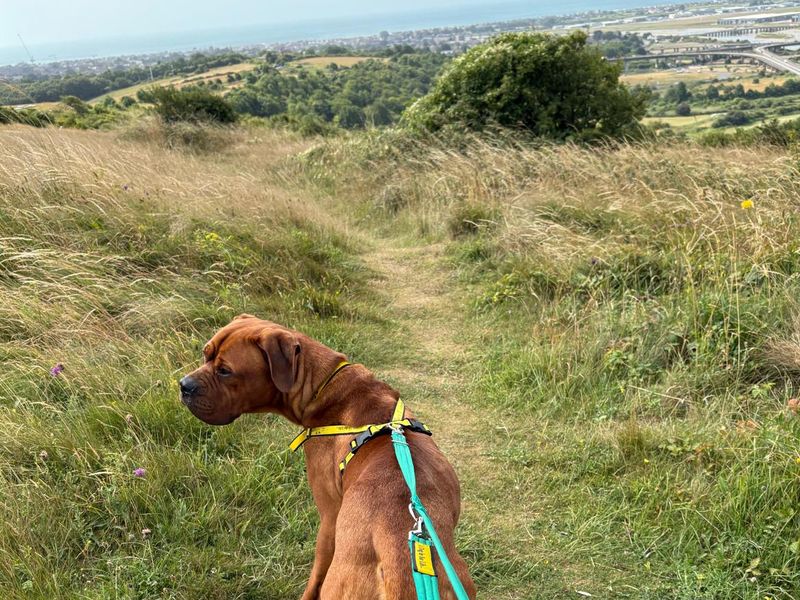 Mastiff for adoption in Shoreham by Sea, West Sussex – 1 year old - Image 2 of 9
