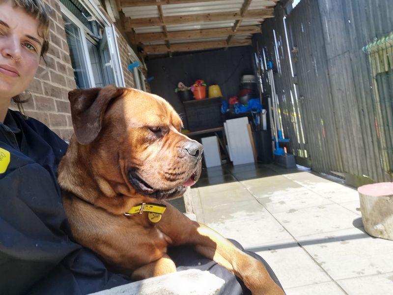 Mastiff for adoption in Shoreham by Sea, West Sussex – 1 year old - Image 9 of 9