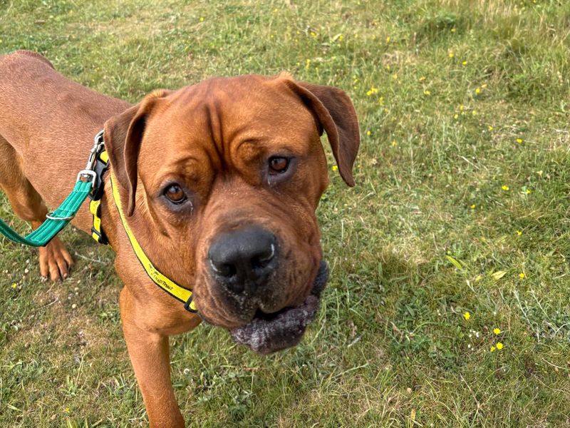 Bourbon | Mastiff Cross | Shoreham (Sussex) - 1
