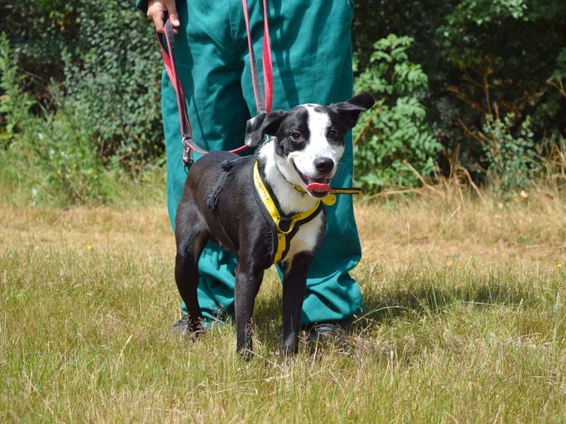 Border Collie for adoption in Uxbridge, London – 11 months old