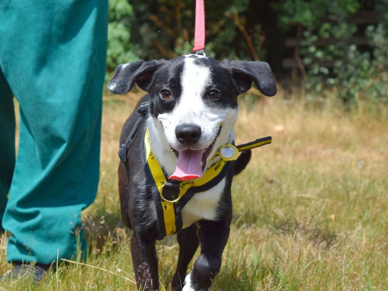 Border Collie for adoption in Uxbridge, London – 11 months old - Image 2 of 2