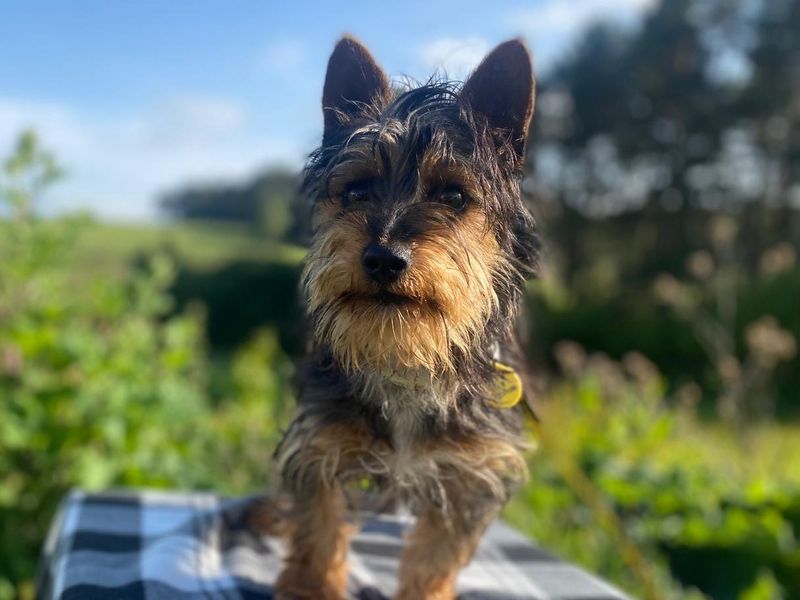 Woody | Terrier (Yorkshire) Cross | Cumbria rehoming - 1