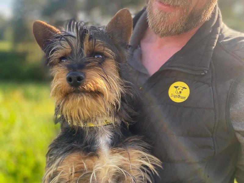 Yorkshire Terrier for adoption in , – 11 months old - Image 2 of 2