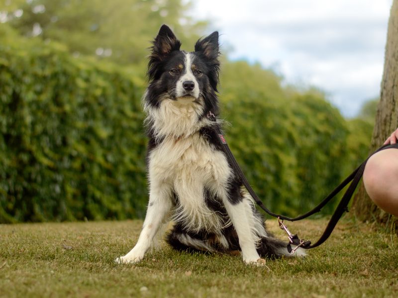 Timothy | Collie (Border) | Kenilworth (West Midlands) - 1