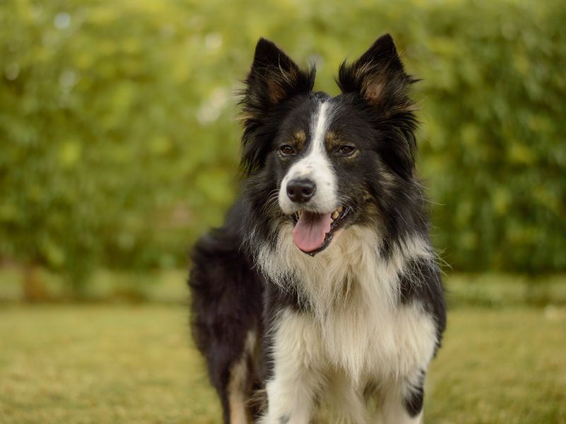 Border Collie for adoption in Kenilworth, Warks – 5 years old - Image 2 of 4
