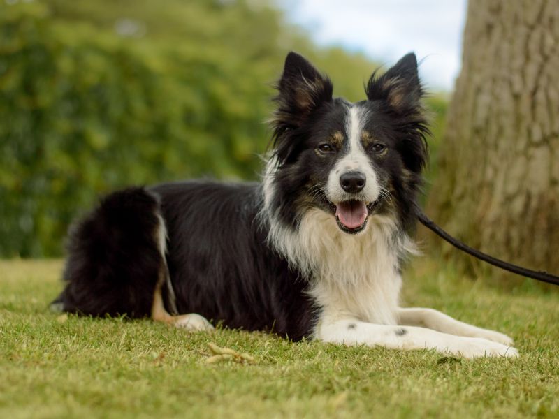 Border Collie for adoption in Kenilworth, Warks – 5 years old - Image 3 of 4