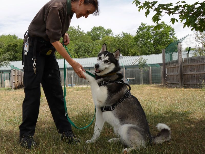 Siberian Husky for adoption in Evesham, Worcestershire – 2 years old