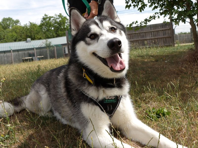 Siberian Husky for adoption in Evesham, Worcestershire – 2 years old - Image 2 of 2