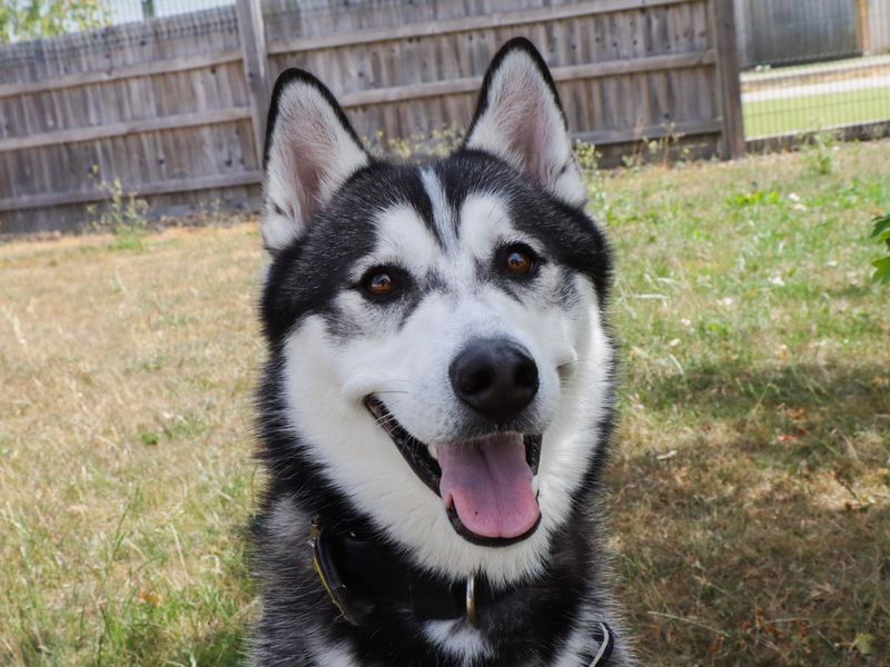 Hercules | Siberian Husky | Evesham (Worcestershire) - 1