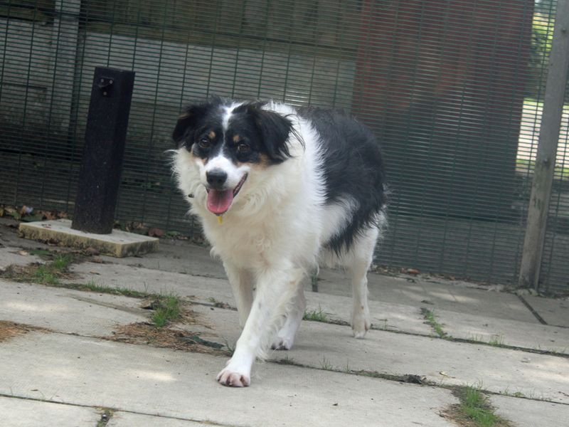Border Collie for adoption in Liverpool, Merseyside – 6 years old - Image 3 of 4