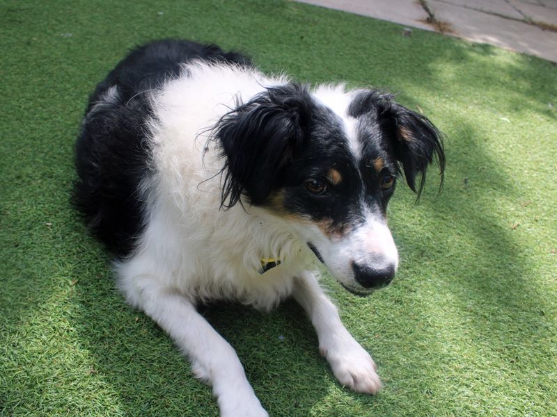 Poppy | Collie (Border) | Merseyside (Liverpool) - 1