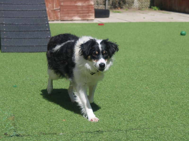 Border Collie for adoption in Liverpool, Merseyside – 6 years old - Image 4 of 4
