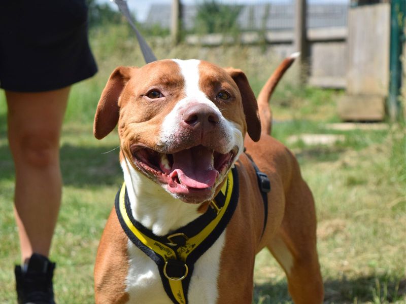 Staffordshire Bull Terrier for adoption in Uxbridge, London – 2 years old - Image 2 of 2