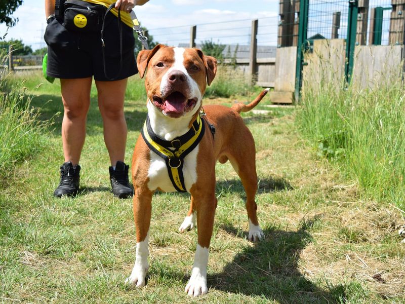 Staffordshire Bull Terrier for adoption in Uxbridge, London – 2 years old