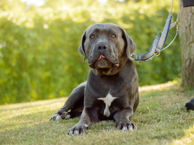 Cane Corso for adoption in Kenilworth, Warks – 4 years old - Image 2 of 6