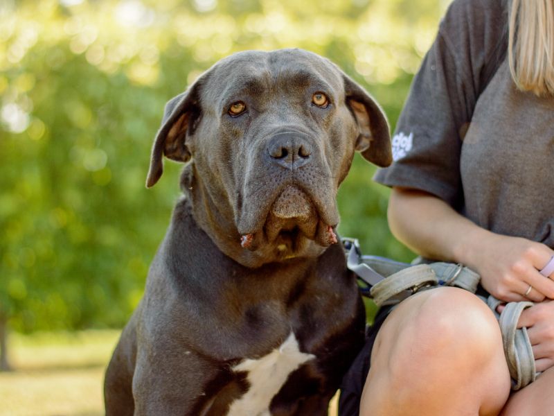 Cane Corso for adoption in Kenilworth, Warks – 4 years old - Image 4 of 6