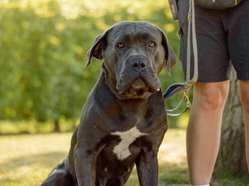 Cassandra | Italian Corso Dog | Kenilworth (West Midlands) - 1
