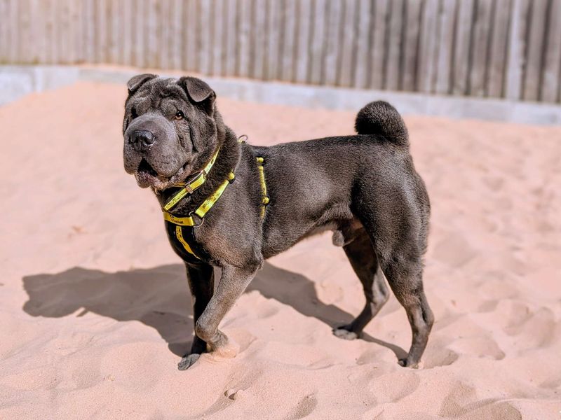 Baloo | Shar Pei | Cardiff - 1