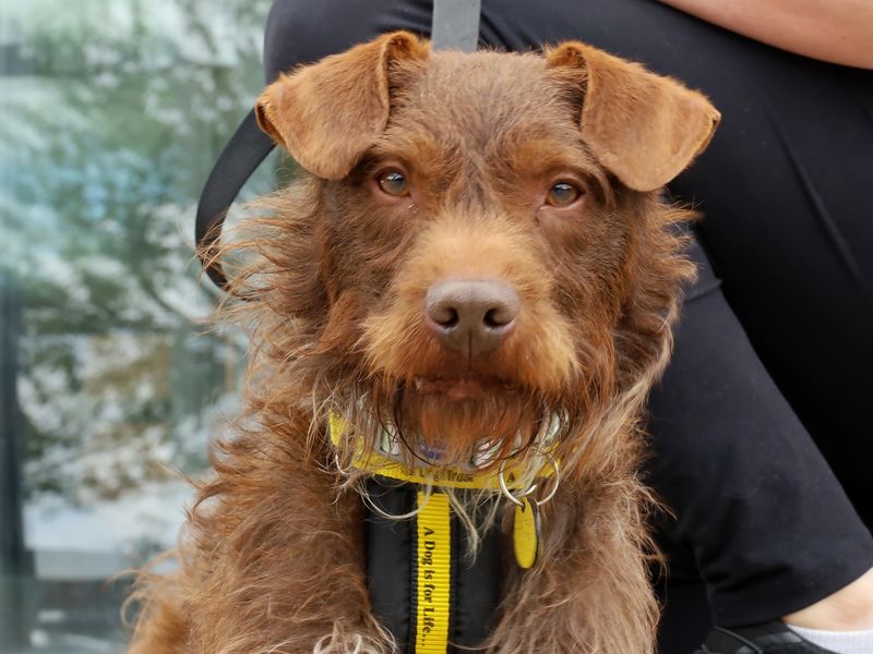 Albie | Terrier (Patterdale) | Leeds - 1