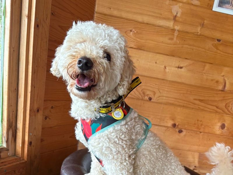 Poodle for adoption in West Calder, West Lothian – 1 year old - Image 3 of 4