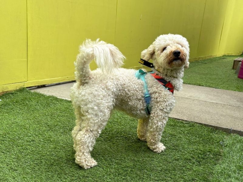 Cocker Spaniel for adoption in West Calder, West Lothian – 1 year old