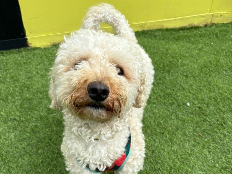 Poodle for adoption in West Calder, West Lothian – 1 year old - Image 4 of 4