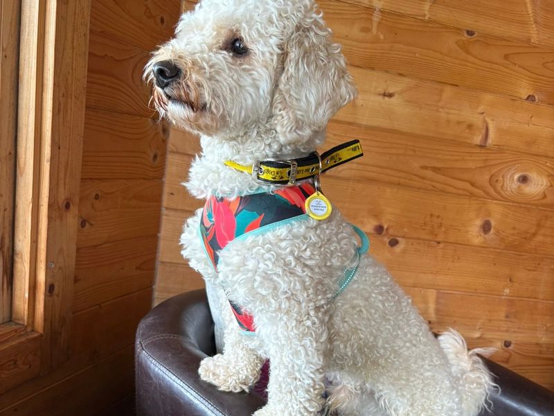 Poodle for adoption in West Calder, West Lothian – 1 year old - Image 2 of 4