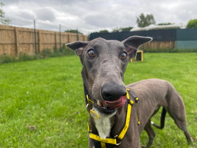 Greyhound for adoption in West Calder, West Lothian – 1 year old
