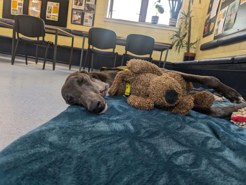 Greyhound for adoption in West Calder, West Lothian – 1 year old - Image 2 of 2