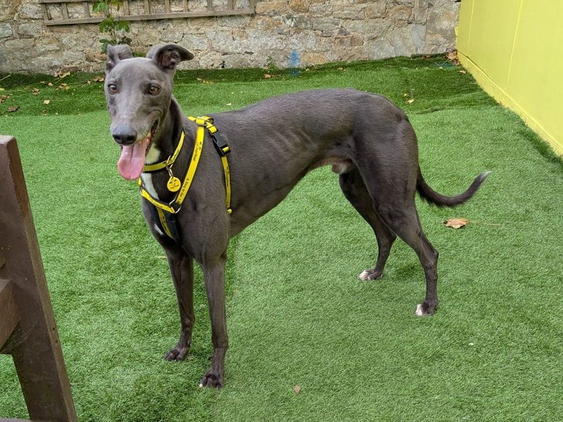 Leyton Longlegs | Greyhound | West Calder (Edinburgh) - 1