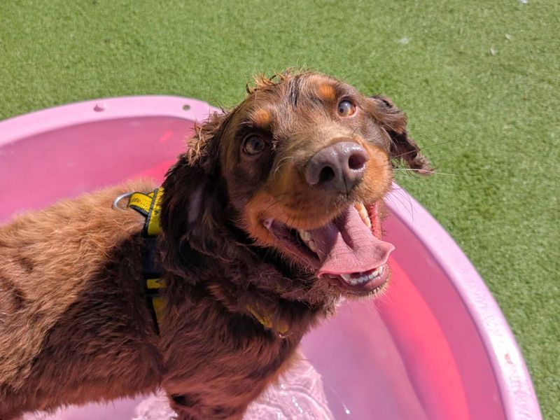 Ru | Spaniel (Cocker) | Harefield West London - 1