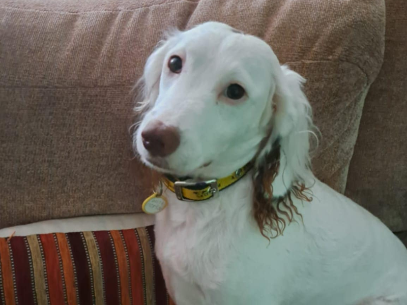 Cocker Spaniel for adoption in Mid Glamorgan, Wales – 2 years old