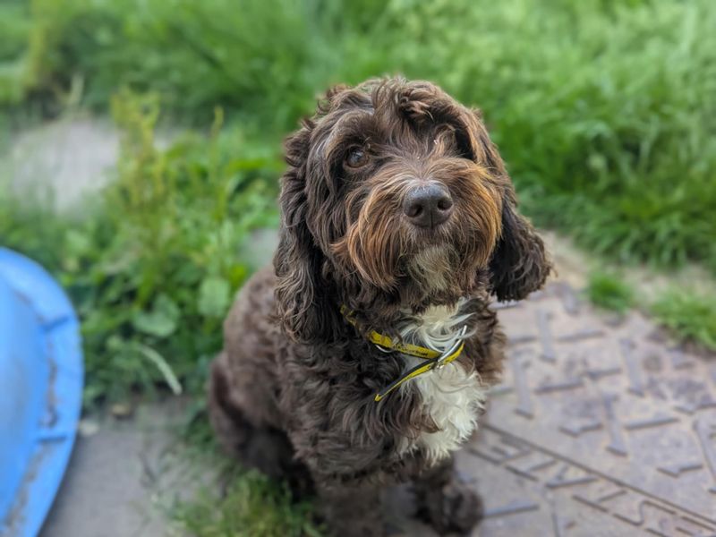 Cocker Spaniel for adoption in Mid Glamorgan, Wales – 6 years old