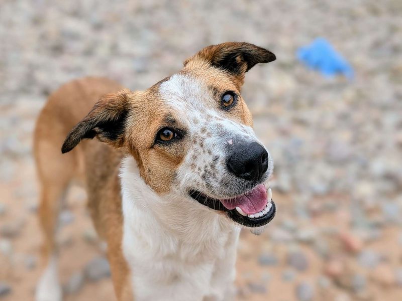 Border Collie for adoption in Cardiff, Glamorgan – 2 years old - Image 2 of 4