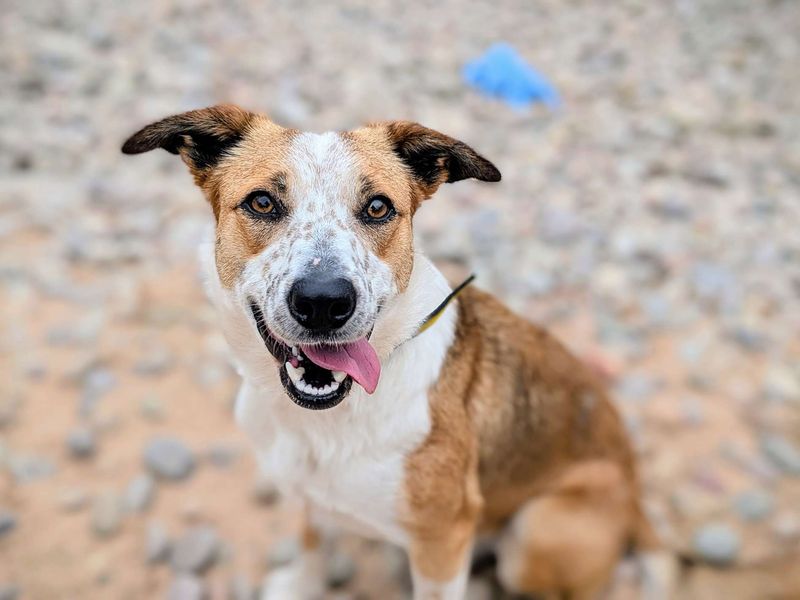 Border Collie for adoption in Cardiff, Glamorgan – 2 years old