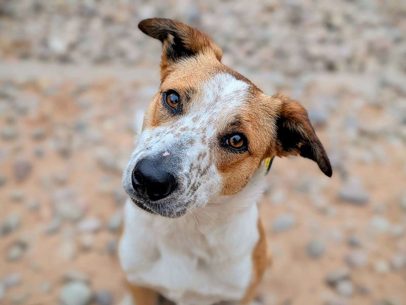 Border Collie for adoption in Cardiff, Glamorgan – 2 years old - Image 4 of 4