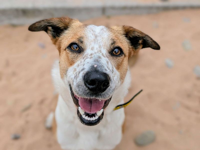 Border Collie for adoption in Cardiff, Glamorgan – 2 years old - Image 3 of 4