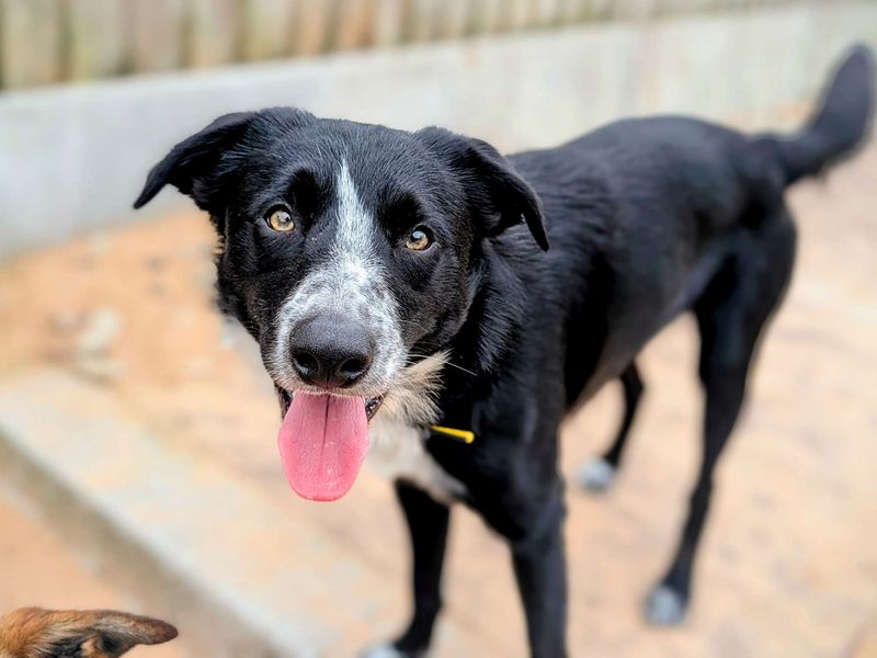 Border Collie for adoption in Cardiff, Glamorgan – 3 years old
