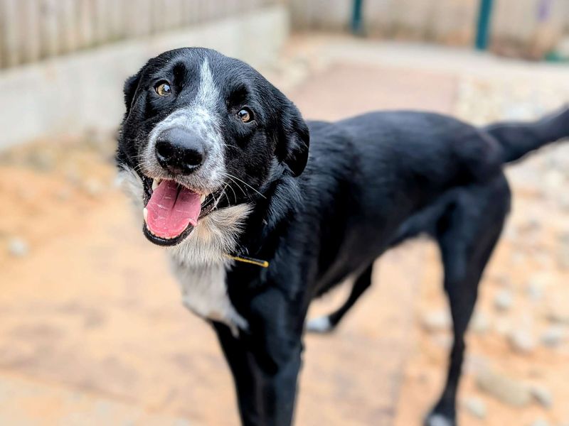 Border Collie for adoption in Cardiff, Glamorgan – 3 years old - Image 2 of 3
